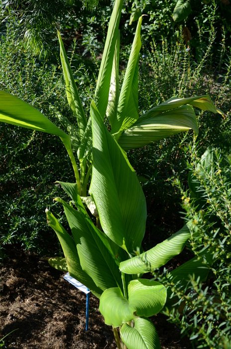 Curcuma alismatifolia